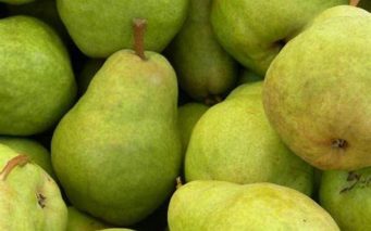 Complete guide to fermenting pear mash for a smooth and flavorful moonshine 